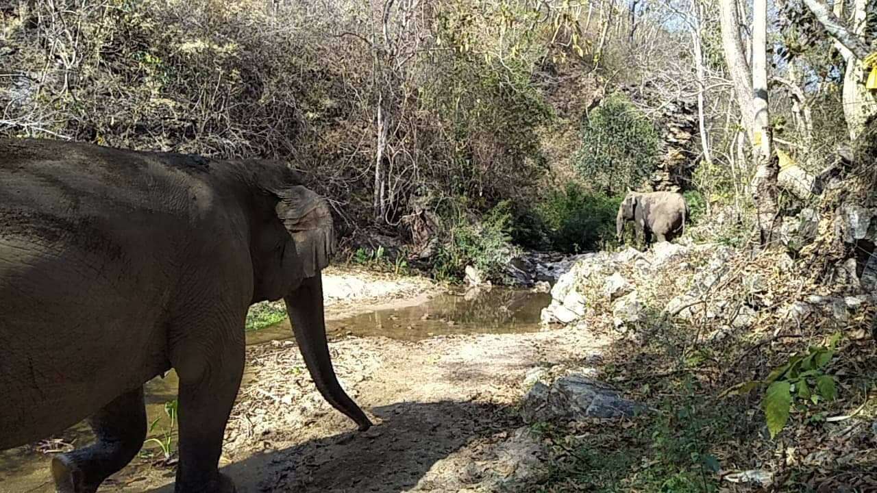 Retiring working elephant in Thailand meets first friend