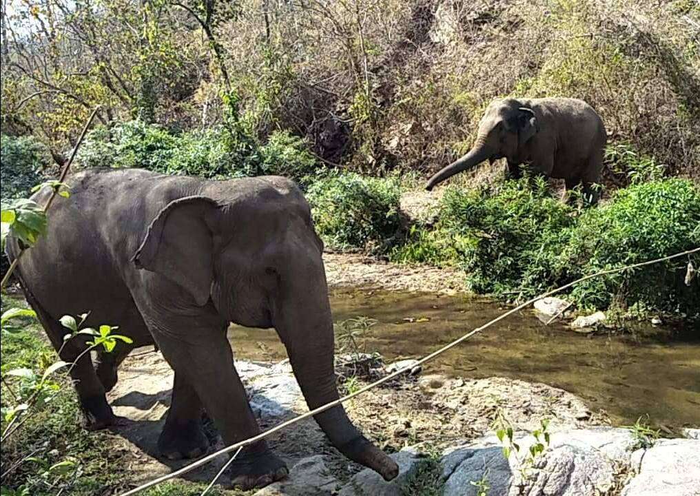 Retired elephant arriving at sanctuary