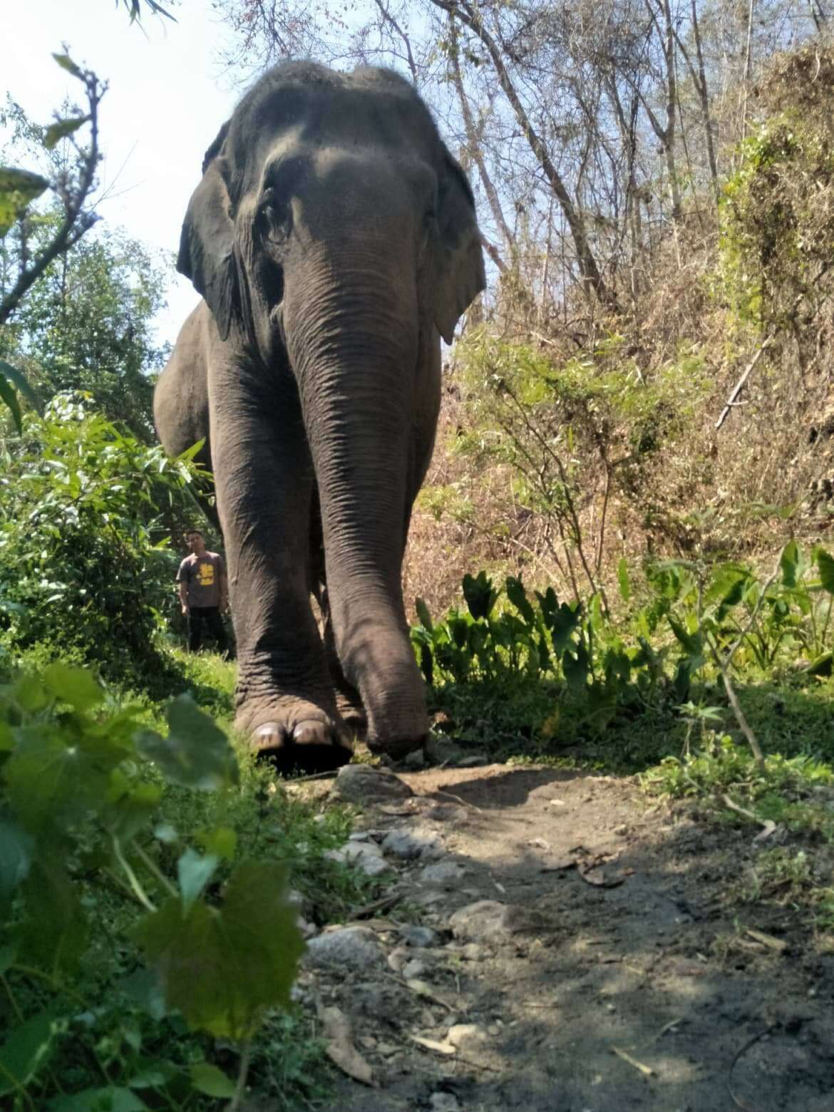 Retiring working elephant in Thailand 