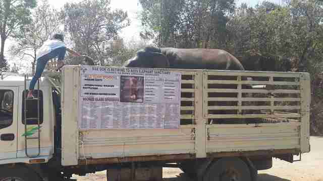 Retiring working elephant in Thailand