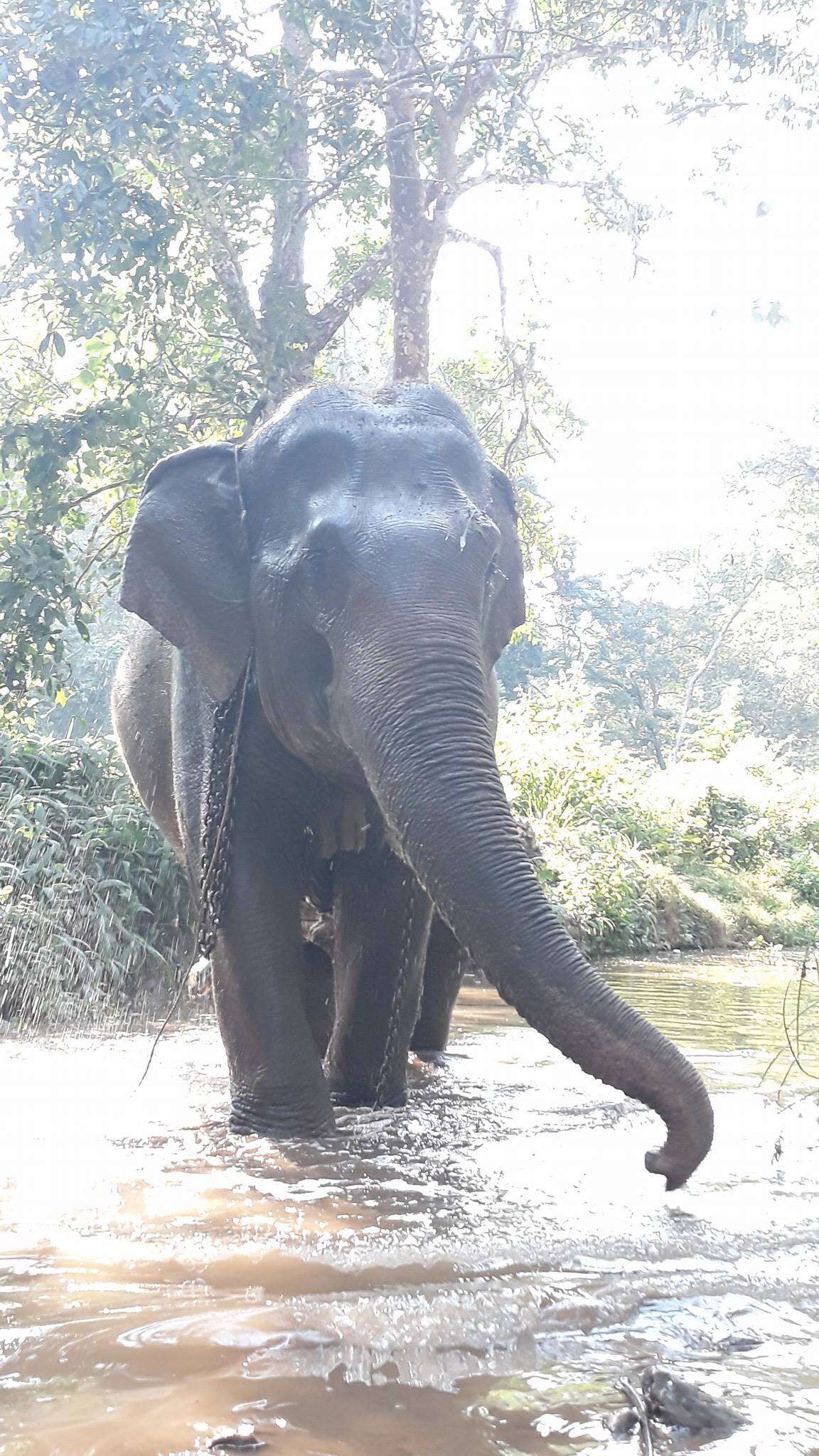 Elephant before retiring in Thailand