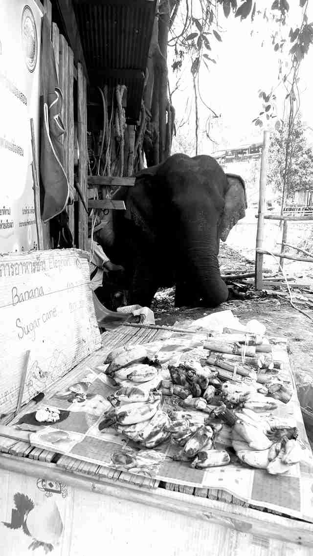 Elephant asking for food at bridge in Thailand