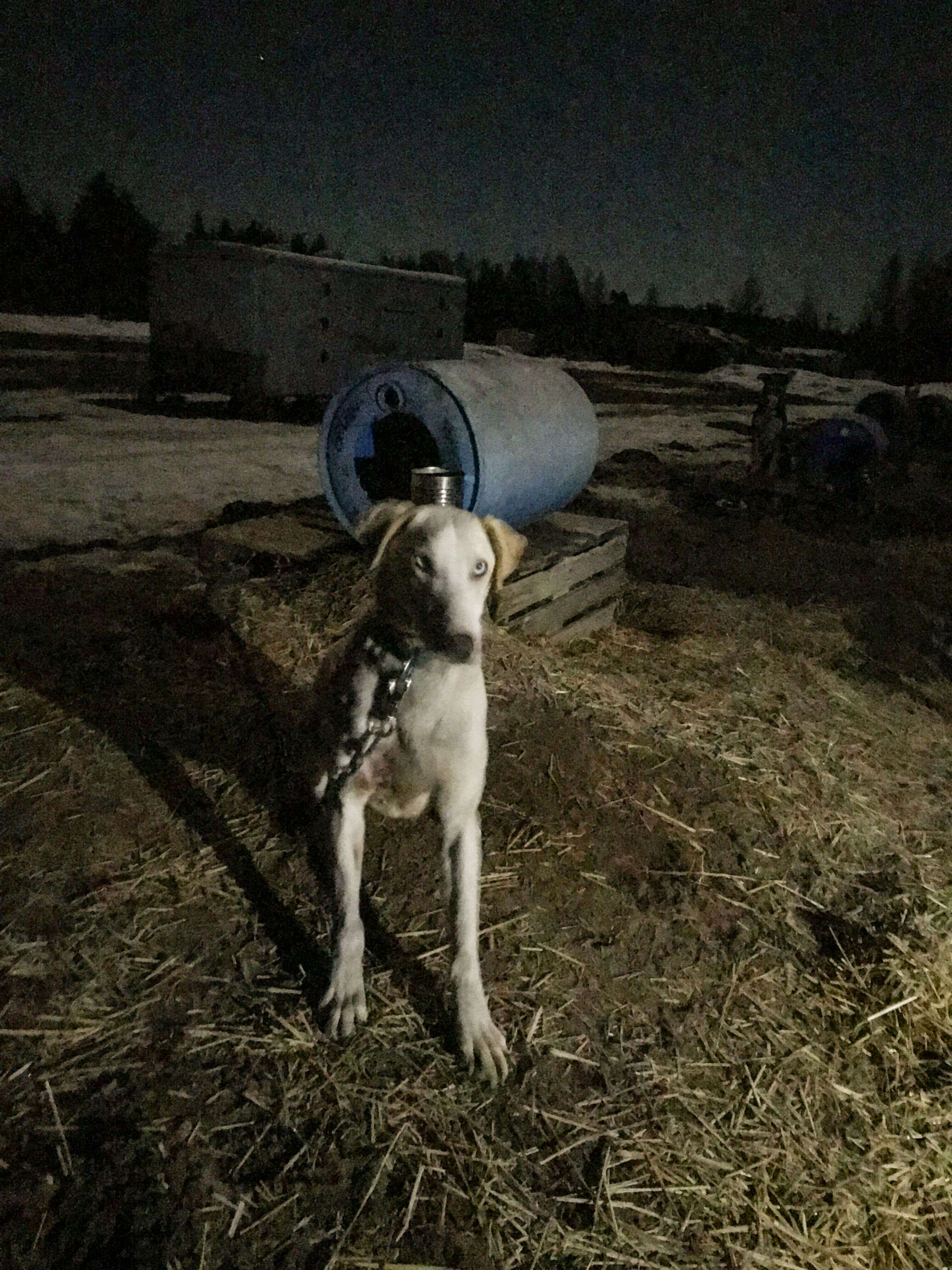 dog sled chocpaw canada ontario