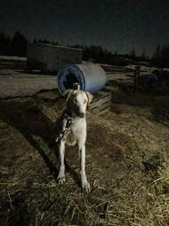 dog sled chocpaw canada ontario