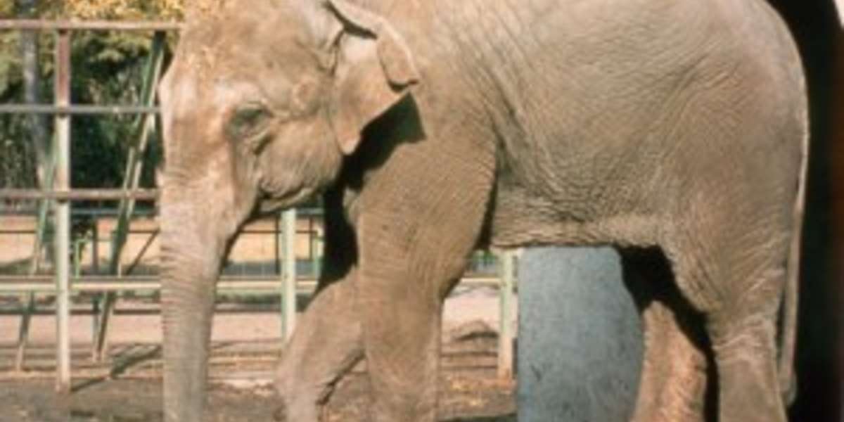 World's Loneliest Elephant Dies At Spanish Zoo - The Dodo