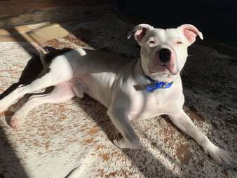 dog rescue snoop