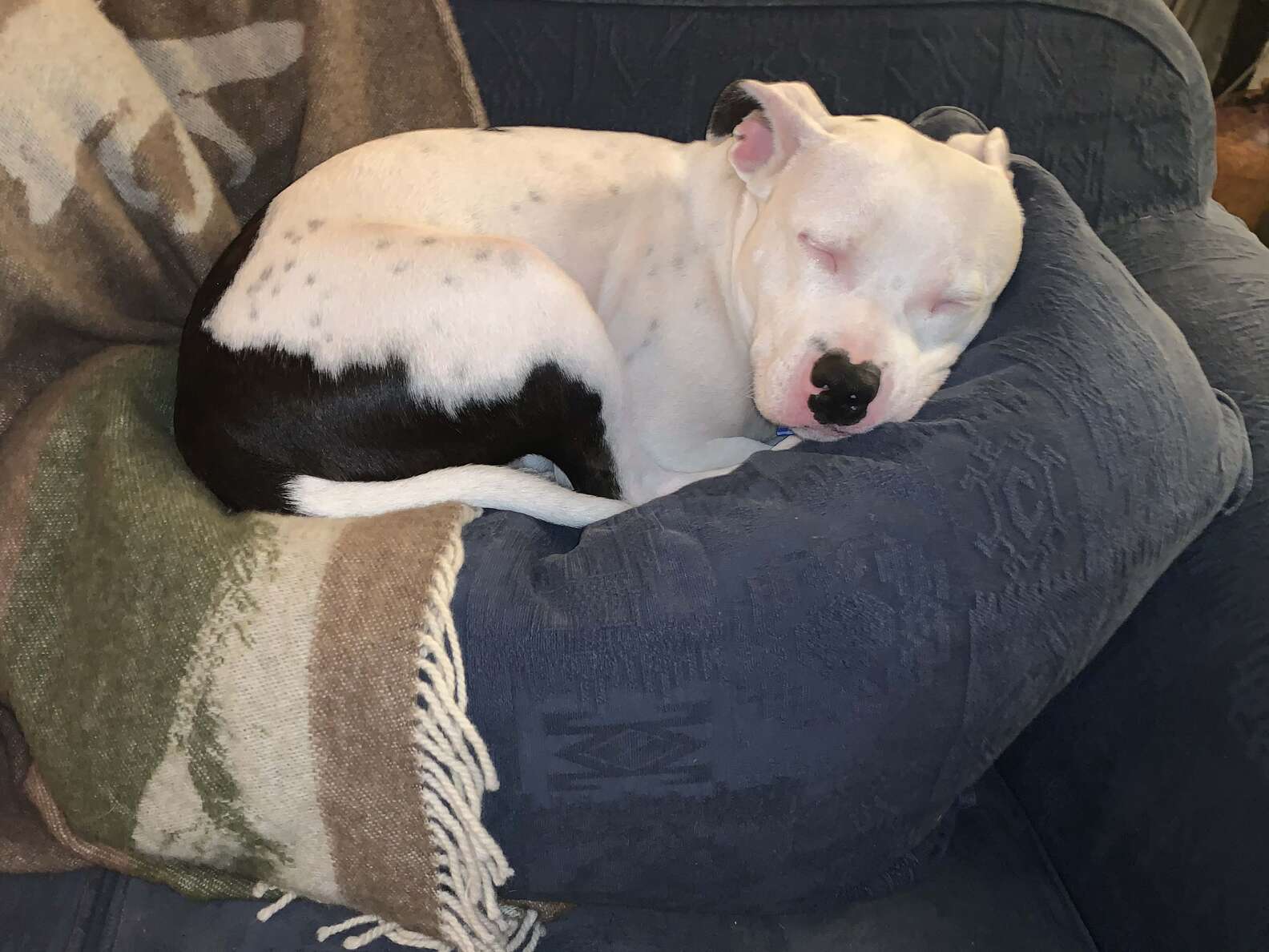 Snoop The Abandoned Staffordshire Terrier Finds A Home - The Dodo