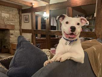 dog rescue snoop abandoned