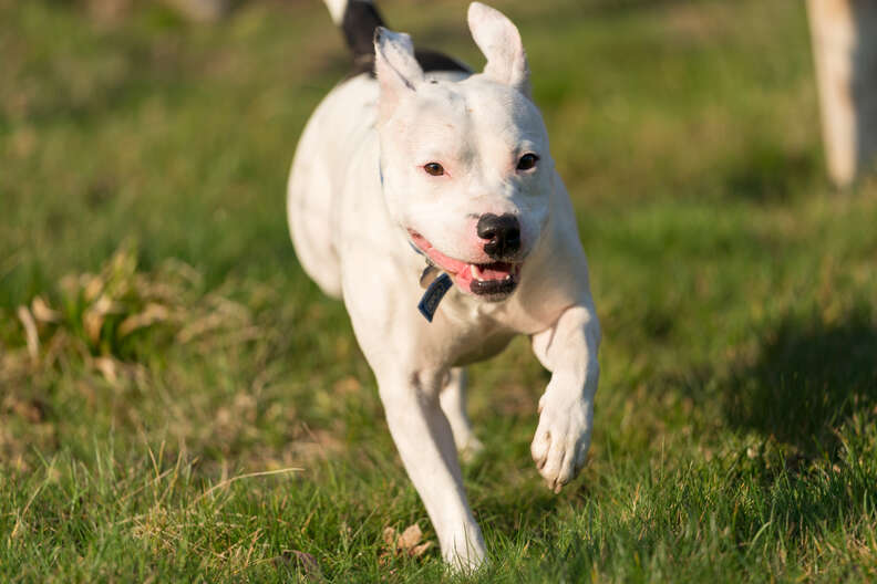 dog rescue snoop england