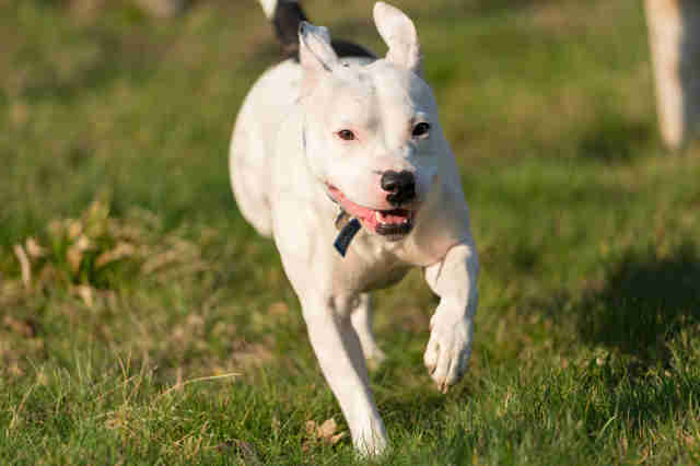 dog rescue snoop england