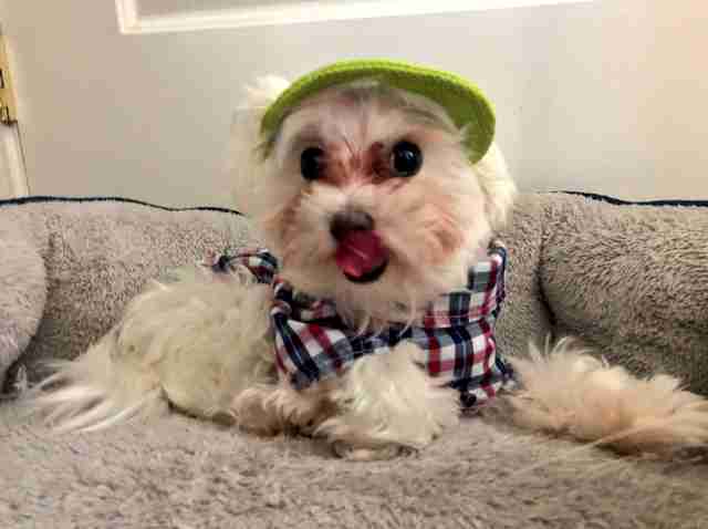 Dad Builds An Adorable Little Closet For Dog Who Loves Clothes