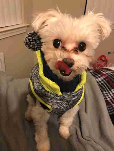 Dad Builds An Adorable Little Closet For Dog Who Loves Clothes