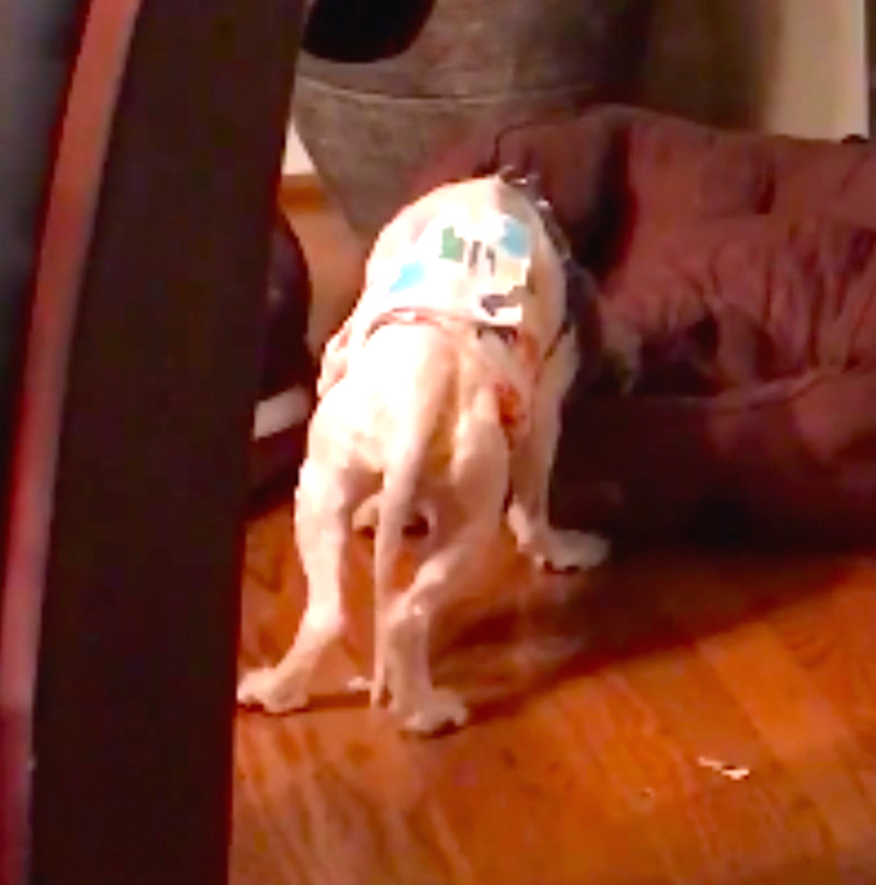 Viral Video Shows Poodle Saved From Puppy Mill Sleeping Standing Up The Dodo