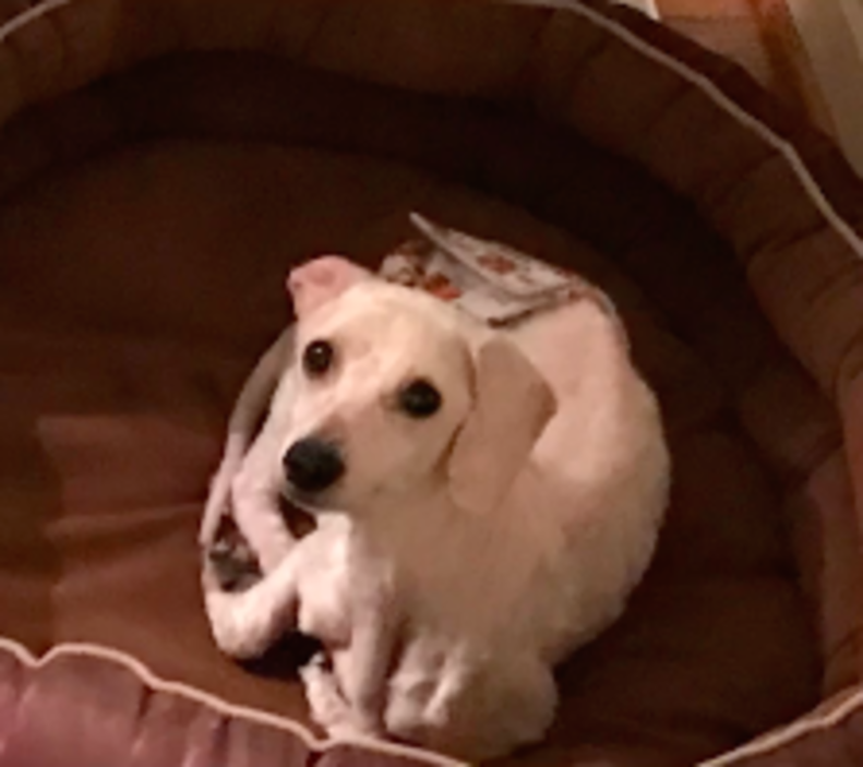 Viral Video Shows Poodle Saved From Puppy Mill Sleeping Standing Up The Dodo