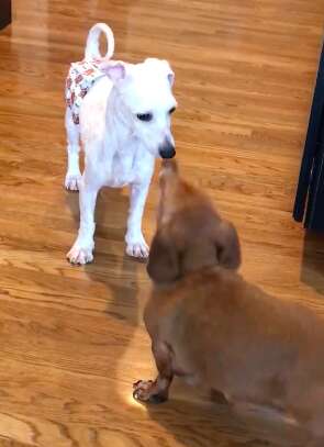 Puppy mill survivor making friends