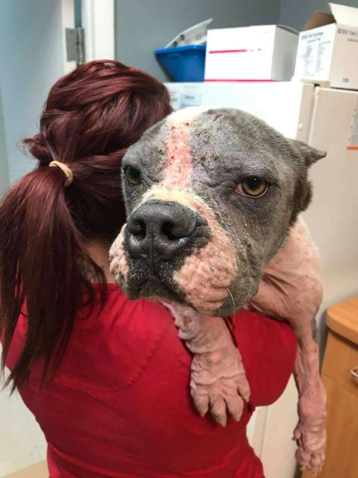 abused pit bull