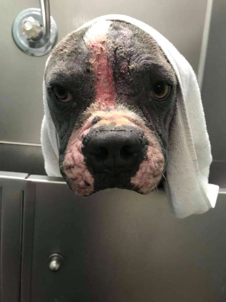 abused pit bull