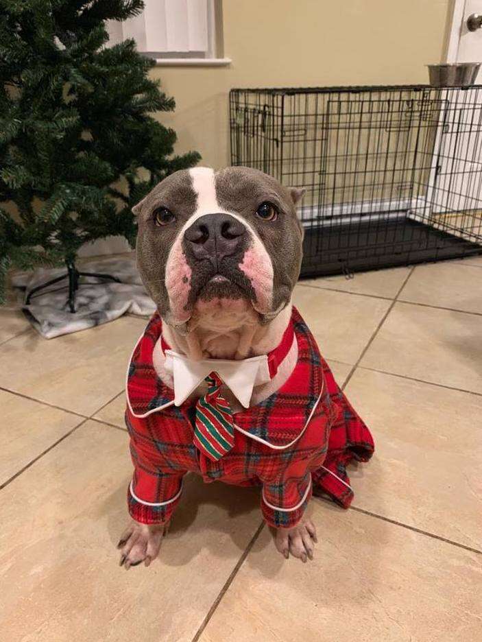 abused pit bull