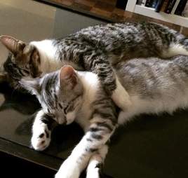 Rescue cat Zeus cuddles Zulu