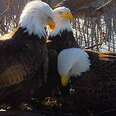 Bald eagle trio in Mississippi River valley