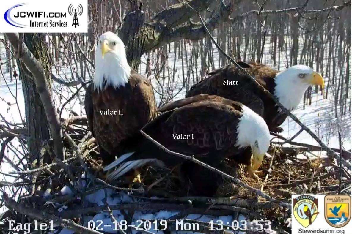 Bald eagle trio