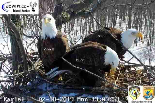 Bald Eagle Trio Seen Taking Turns Caring For Eggs In