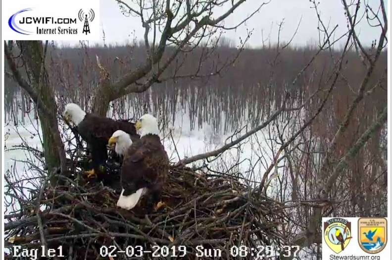 Bald eagle trio