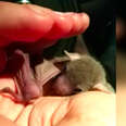Baby bat rescued from street and reunited with mom