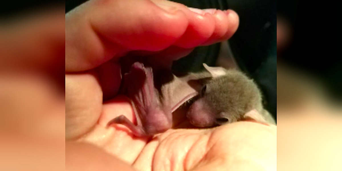 People Rescue Frozen Baby Bat From Sidewalk And Reunite Him With Mom ...