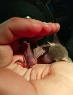 Baby bat rescued from Tel Aviv street and reunited with mom