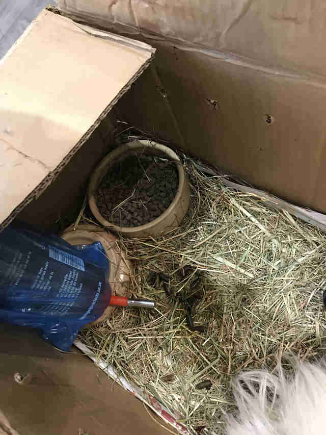 3 Guinea Pigs Abandoned In Box With Saddest Note - The Dodo