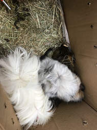 abandoned guinea pigs