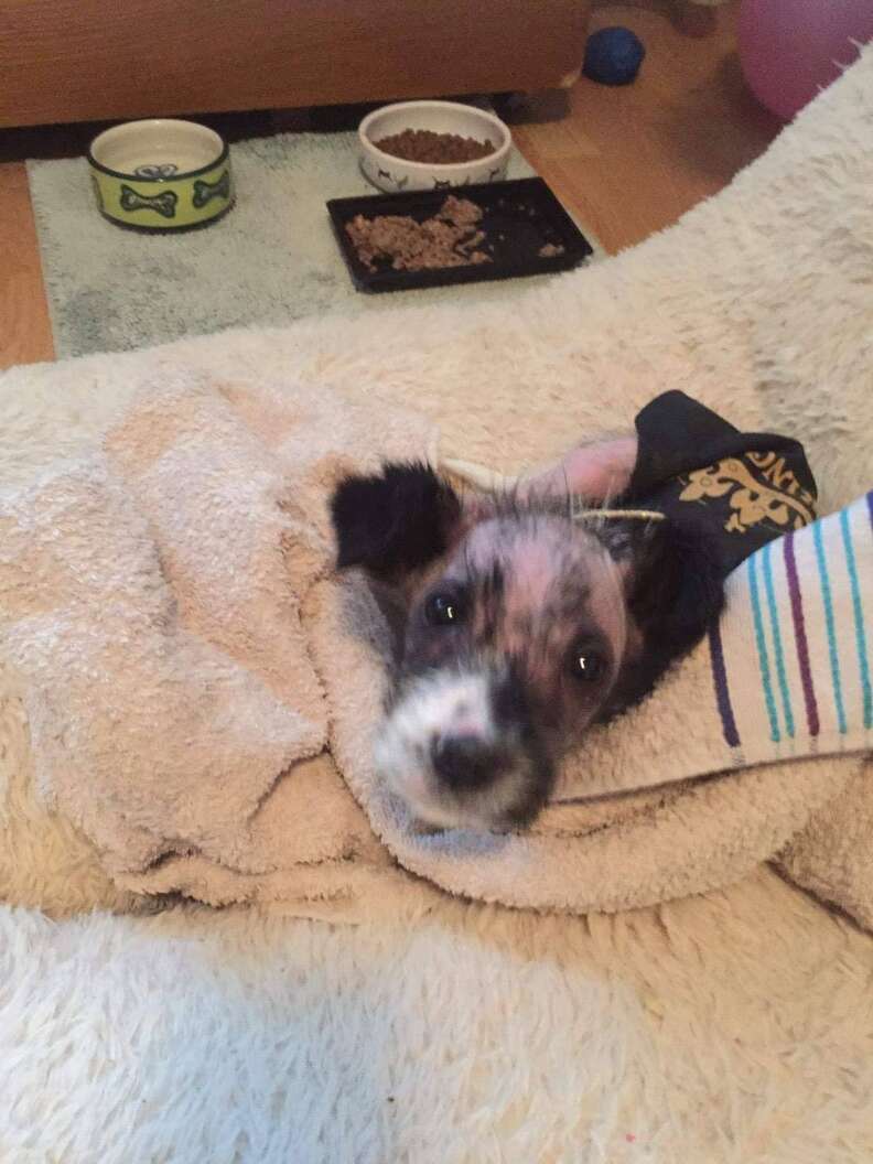 hairless puppy