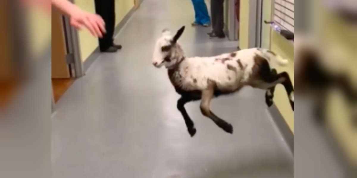 Adorable Lamb Shows Off Dance Moves In Viral Video - The Dodo