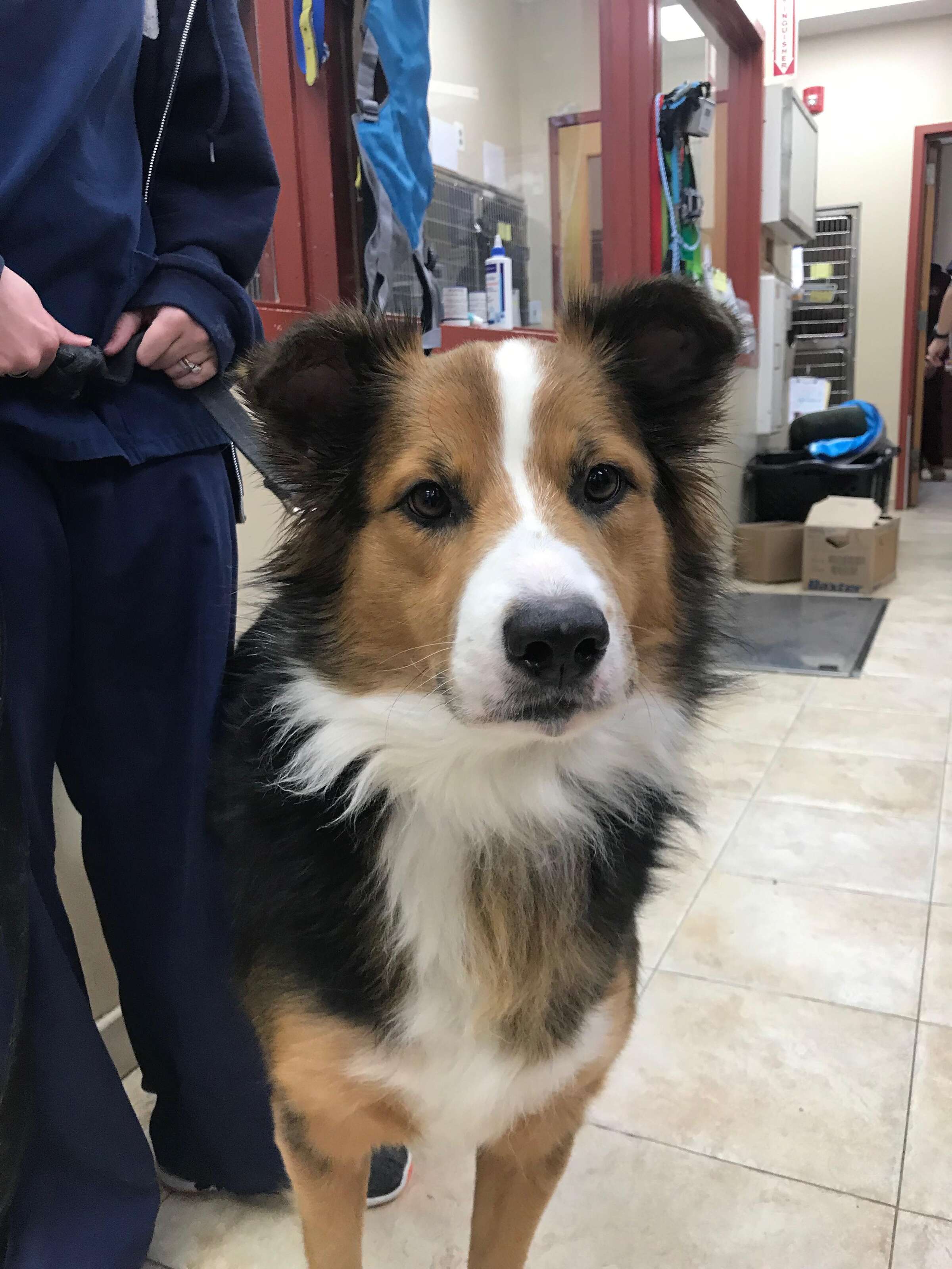 Jake the border collie looks for a new home in New York