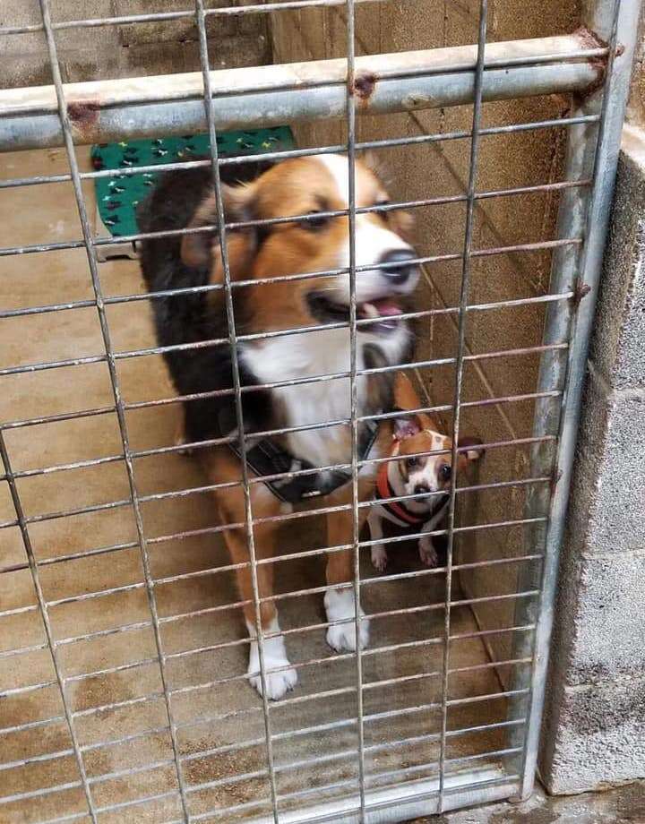 Jake the surrendered border collie at a Texas shelter