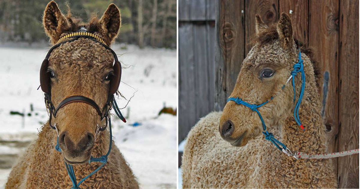 Curly Horses Exist And They Look Just Like Labradoodles The Dodo