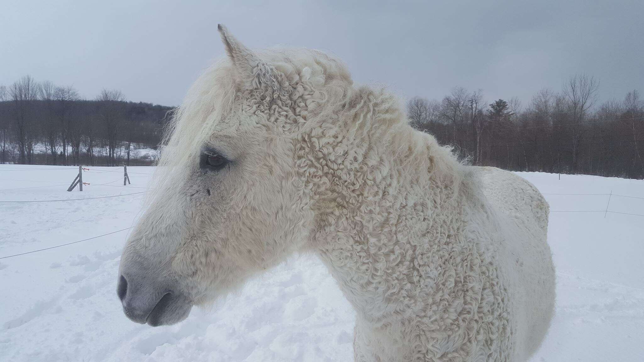 A white North American curly horse in the snow