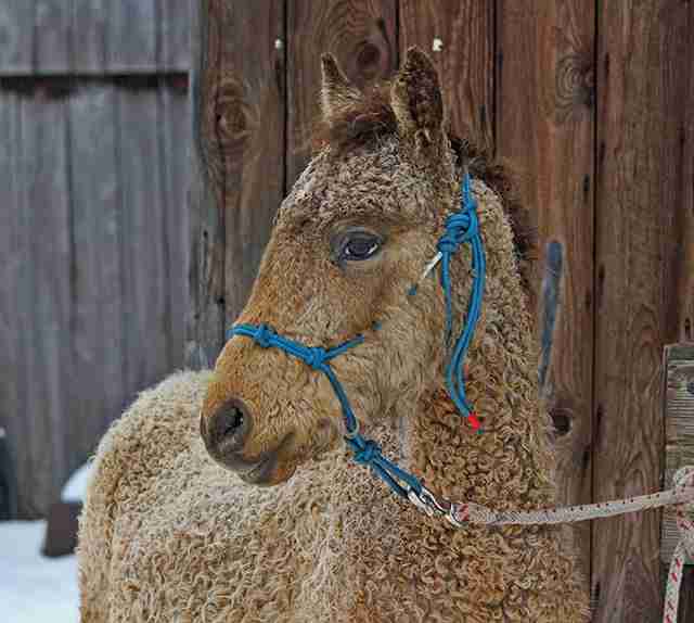 A horse with a curly coat