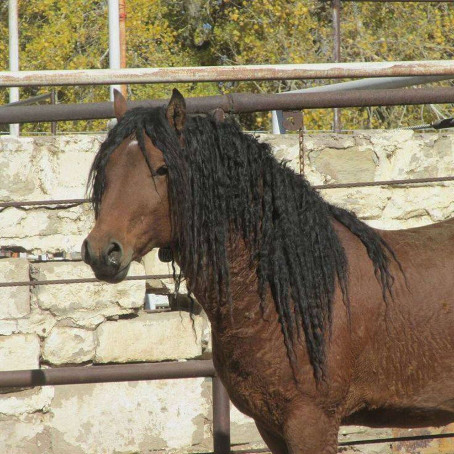 Curly Horses Exist — And They Look Just Like Labradoodles - The Dodo