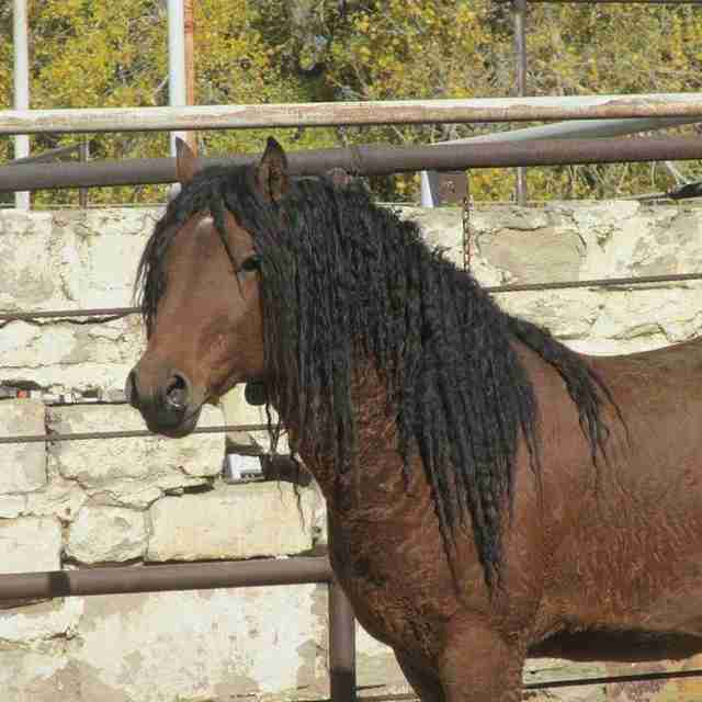 horse with curly mane