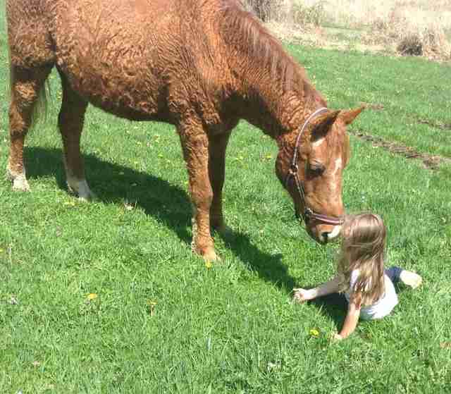 Curly horse plays with child