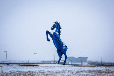 blue mustang