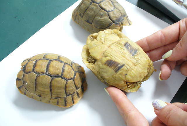 moroccan tortoise