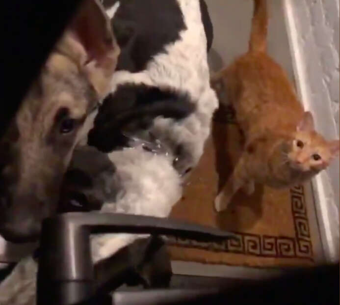 Cat and two dogs knock on apartment door