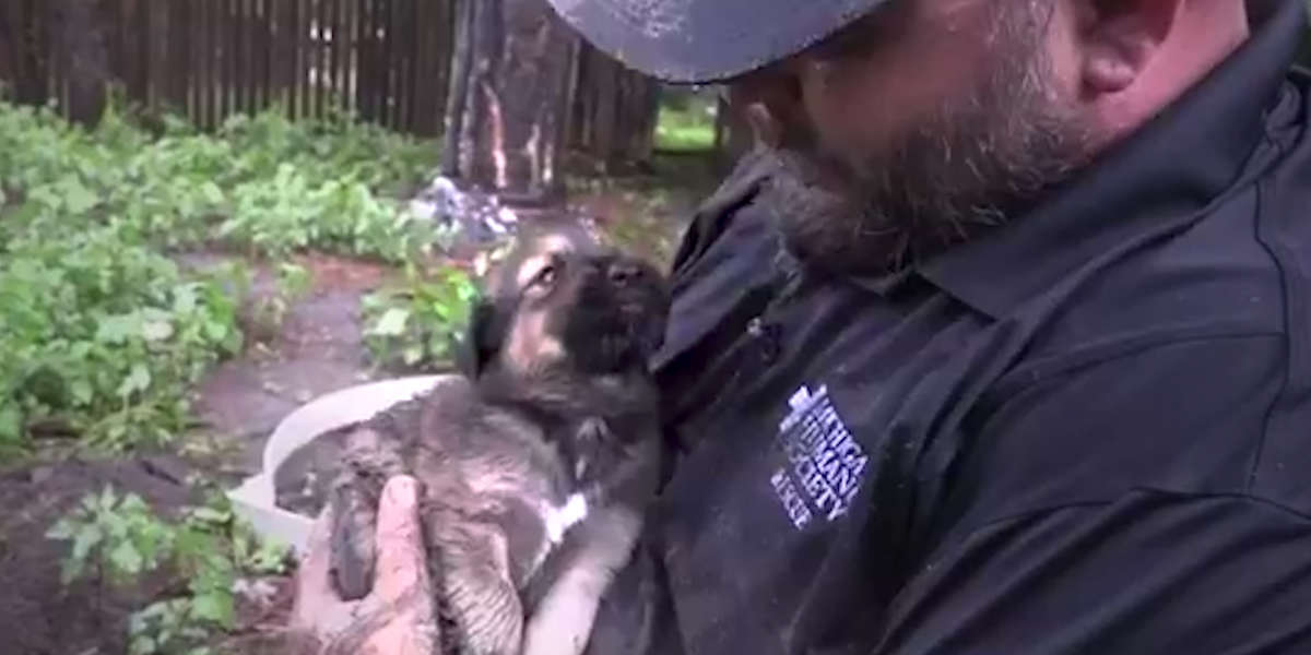 Rescuers Save Stray Puppies From Den Right Before A Storm - Videos ...