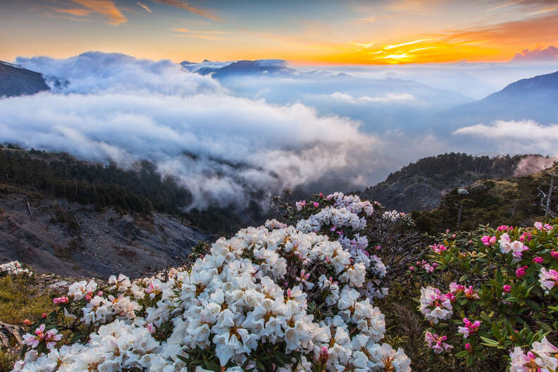 Rhododendron, Taroko National Park, Taiwan