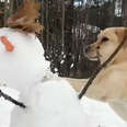 Dog HATES Snowmen