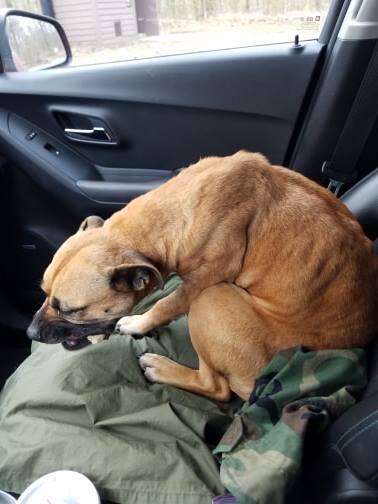 stray dog