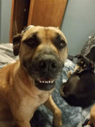 stray dog